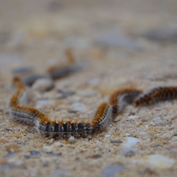 2016-12-10 Bordeaux/Cap Ferret/DSC_0190.JPG